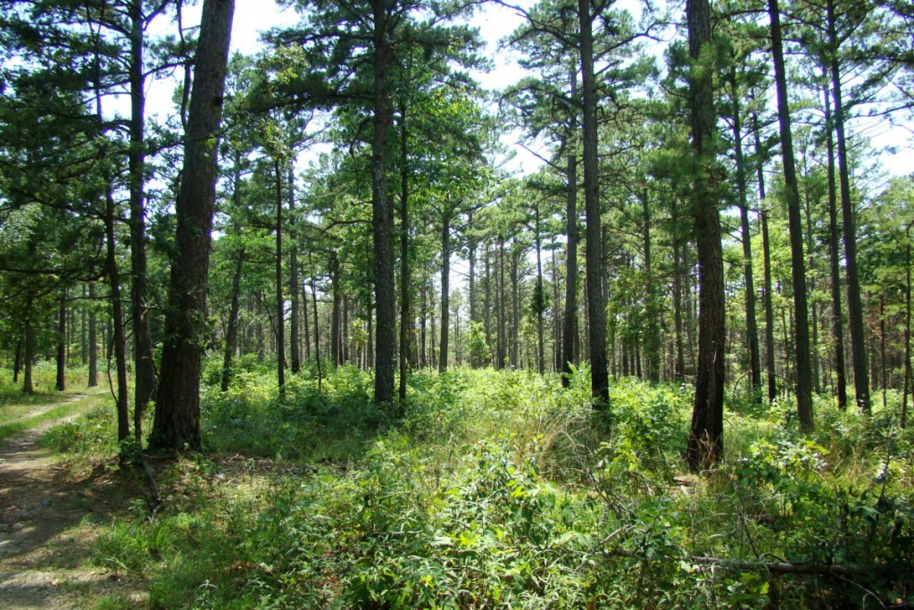 Dębowe lasy w Ozark Missouri