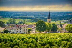 Beaujolais Nouveau est arrivé.jpg